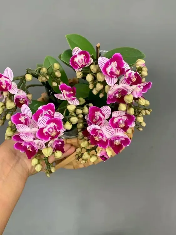 蝴蝶兰【三生三世】昆明直发