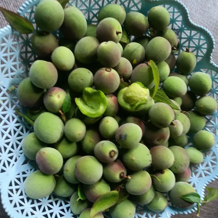 云南新鲜青梅鲜果现摘青梅新鲜水果酸脆农家高质量