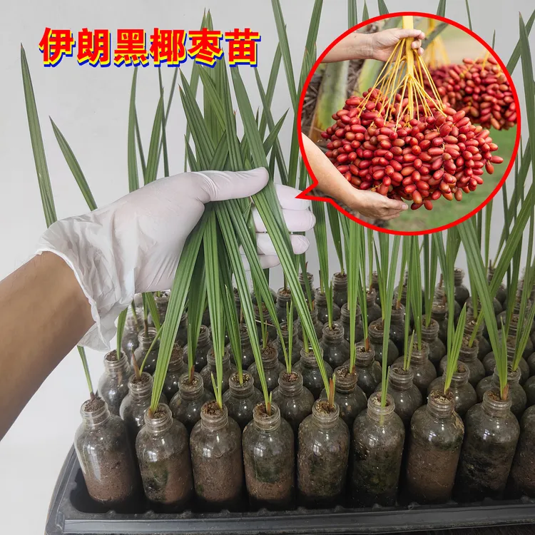 椰枣树苗 正宗伊朗黑椰枣籽播苗粗壮旺盛带土瓶子发货包邮包对版