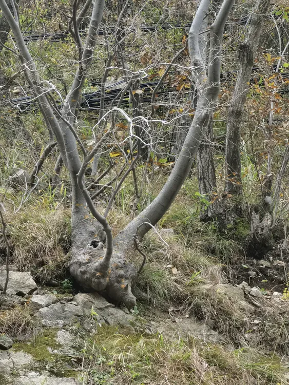 榆树，花皮榆，直播间一物一拍