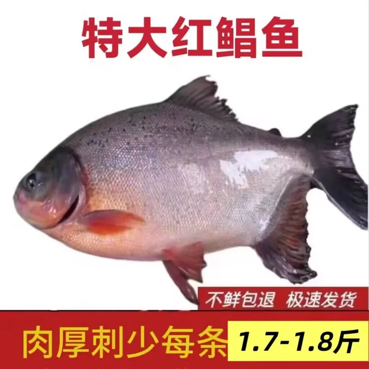 特大红鲳鱼1.7斤-1.8/条*4大条鲳鱼净重7斤 肉厚刺少鲜美