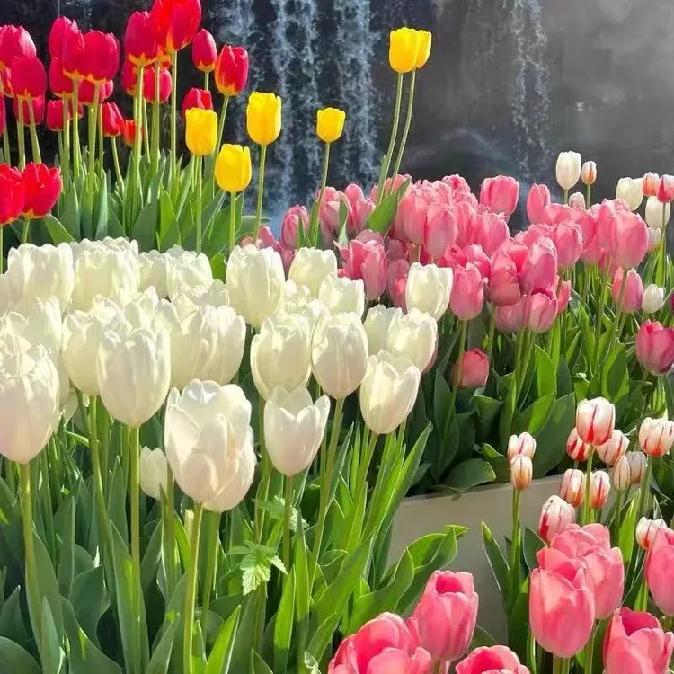 【水培郁金香】荷兰进口郁金香种球庭院阳台盆栽花卉植物新手好养活