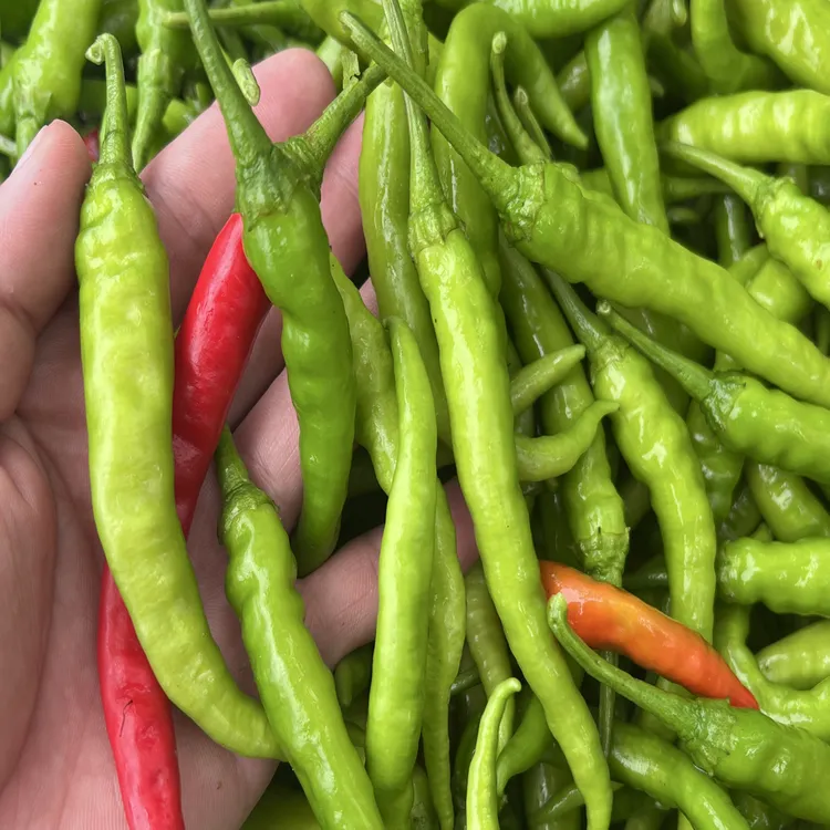 农家自现摘邳州青椒辣椒新鲜尖椒薄皮辣椒土辣椒红辣椒特辣爆辣
