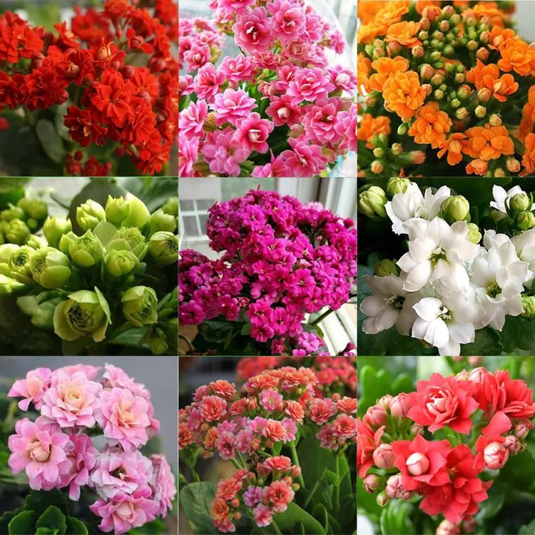 【带花苞】精品长寿花盆栽带花苞花卉重瓣四季开花观花植物室内绿植