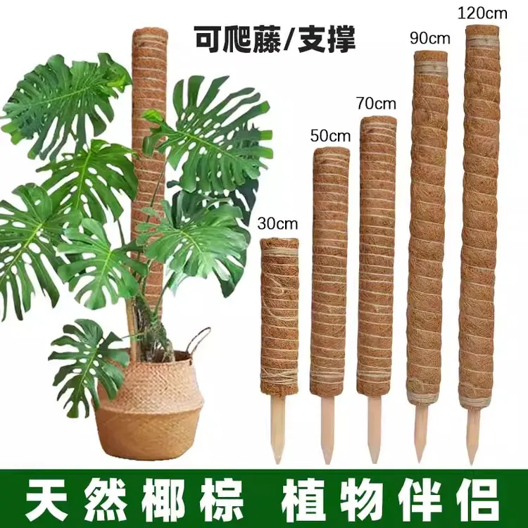 爬柱椰棕棒绿萝龟背竹支撑杆绿箩攀固定植物爬藤棕榈柱防倒伏支架