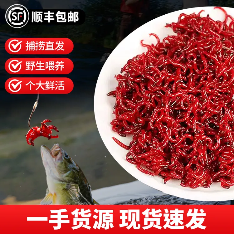 红虫特大号红虫 喂鱼拉饵野钓爆护鲫鱼蚯蚓鱼饵黑坑