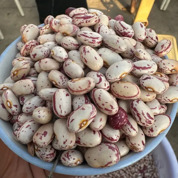 奶白花芸豆 没打药 精挑细选 农家自产 2025年新豆