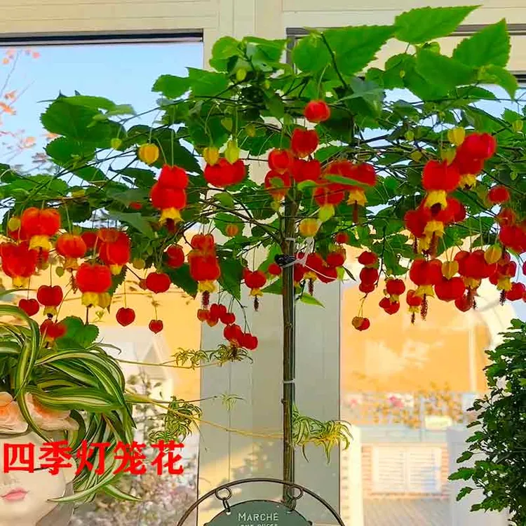 四季灯笼花棒棒糖盆栽蔓性风铃花爬藤室内外庭院阳台好养爬藤植物