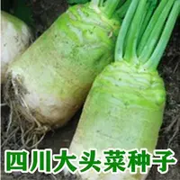 AA大头菜种子菜疙瘩根青菜头芥菜籽榨腌制泡菜秋季蔬菜种子