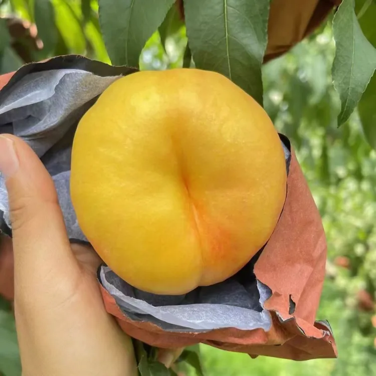 山东蒙阴黄金油蟠桃香甜多汁果园直发
