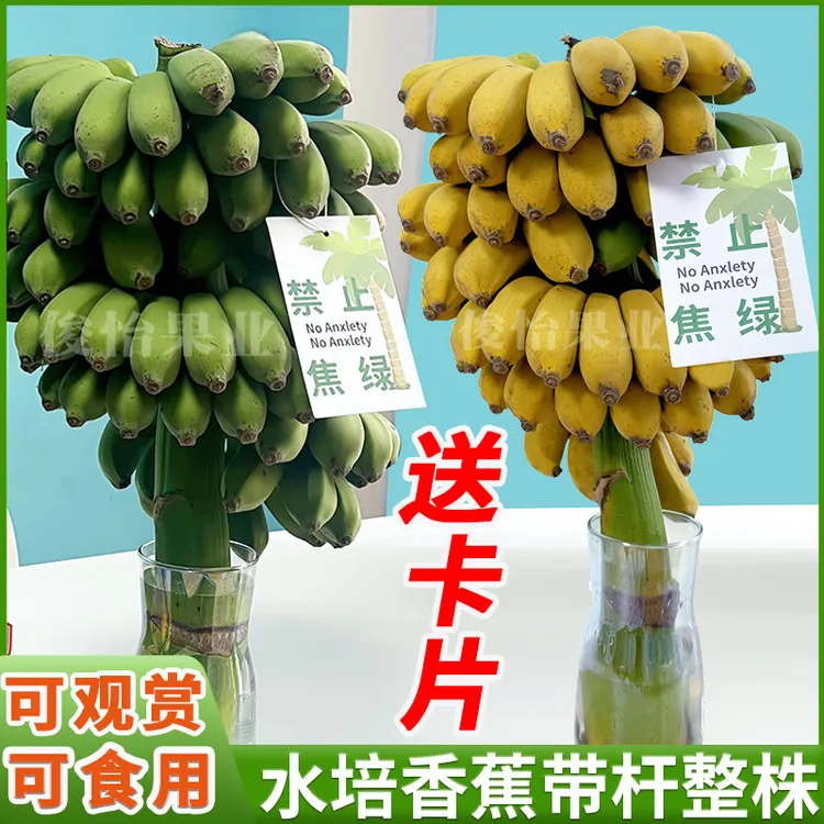 【禁止蕉绿 整株发货】桌面水培小米蕉拒绝焦虑办公室摆件绿植香蕉
