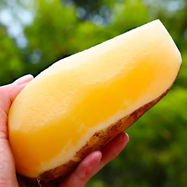 2025年云南天山雪莲果现挖脆甜多汁新鲜水果3斤5斤9斤红泥沙地