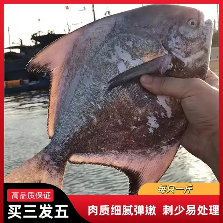斗鲳鱼新鲜深海鱼清蒸香煎红烧肉质鲜嫩营养【买三发五】夏日尝鲜