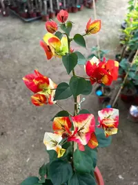 丨哪吒丨三角梅袋苗四季勤花南北方新手好养室内外阳台绿植花卉