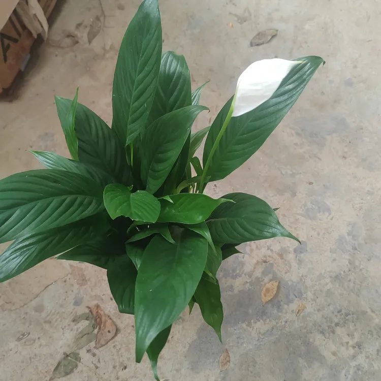 白掌一帆风顺盆栽室内水培土培可净化空气四季易活花卉