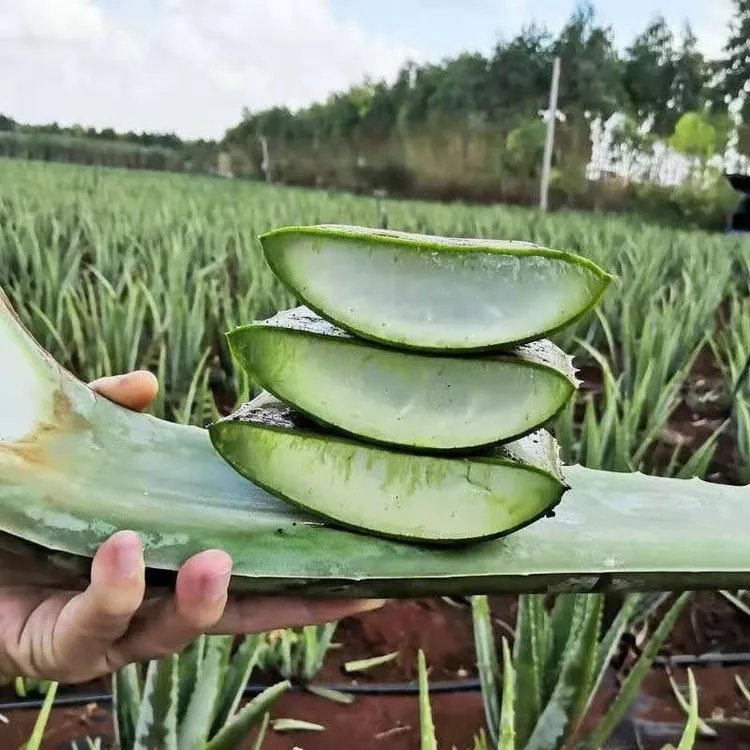 可食用库拉索芦荟盆栽叶片基地新鲜采摘直发