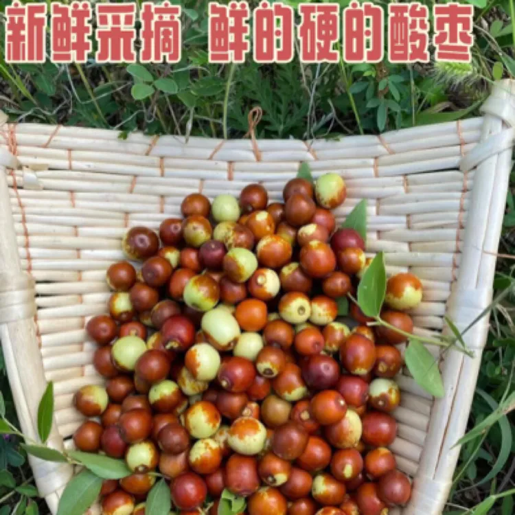 山东沂蒙山区野生小酸枣酸甜可口孕妇儿童的钟爱包邮天然成熟鲜枣