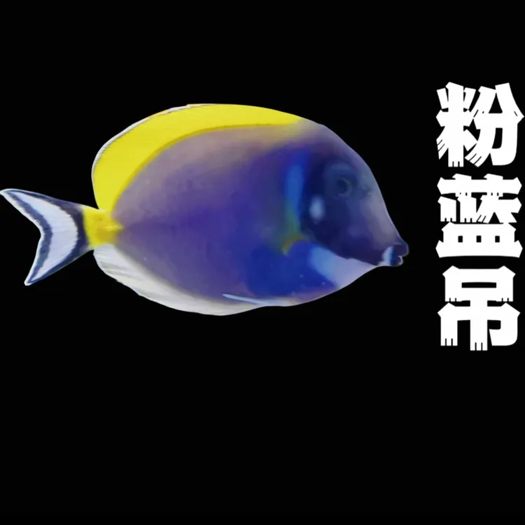 粉蓝吊海水观赏鱼已检疫健康活体