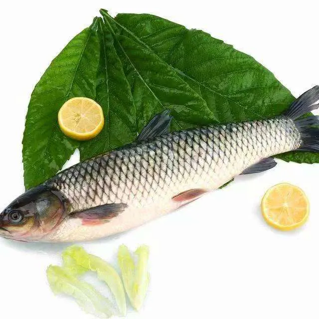 东北冷水草鱼2 条5到5.5斤