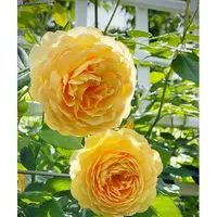 黄金庆典礼 1.5米 爬藤蔷薇月季大花浓香庭院阳台种植四季开花