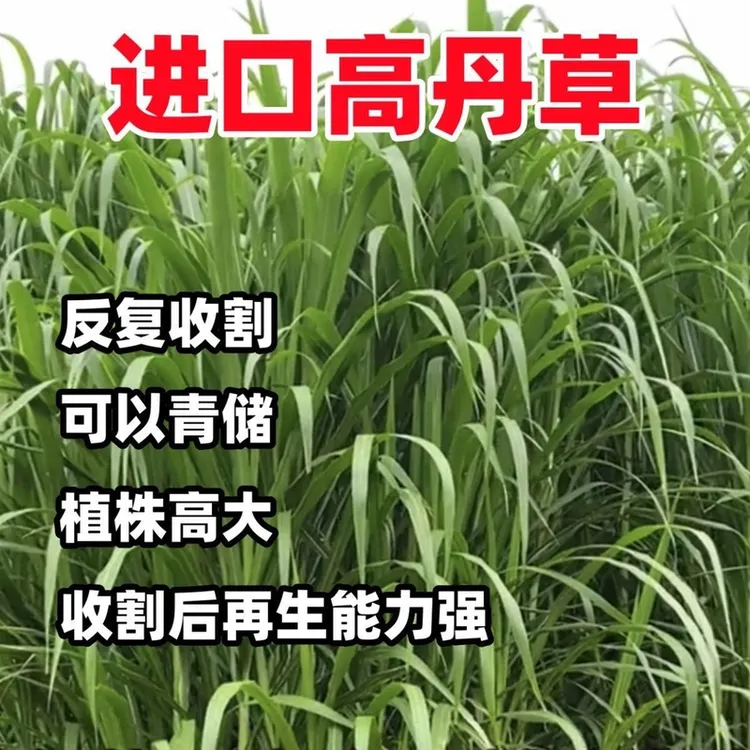 进口高丹草苏丹草牧草种子大叶无毛四季高产耐热牛羊养鱼专用草种
