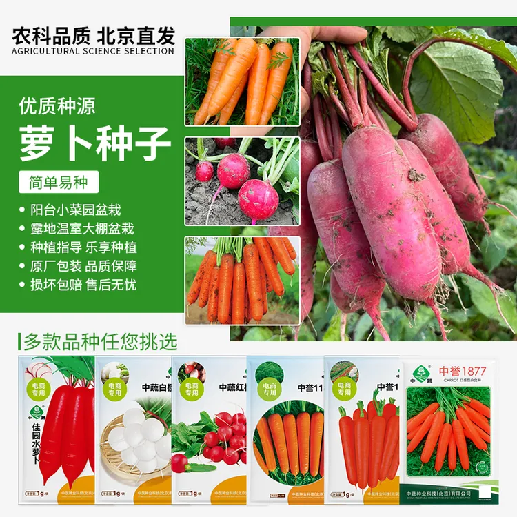 【农科院中蔬】各种萝卜种子水萝卜种子四季种植易种阳台盆栽好种植