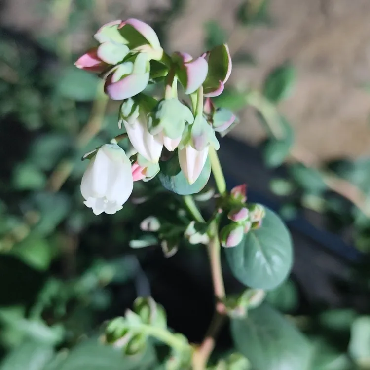 四季常青室外阳台盆栽蓝莓苗。南北方都可以种植