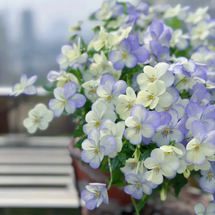 （拍5发6）角堇三色堇冬日小精灵阳台庭院耐寒易养花卉