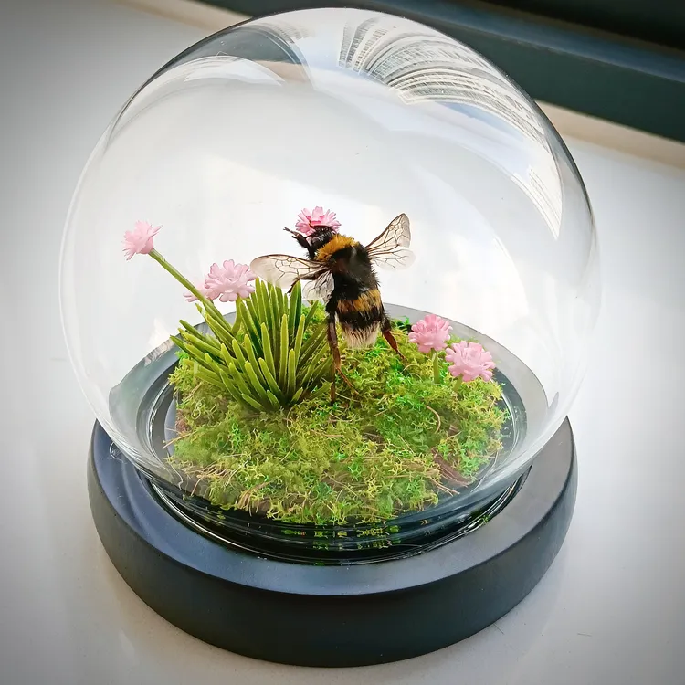熊蜂蜂王玻璃罩立体标本造景款直播间可挑选