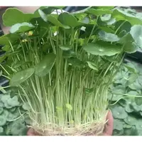 好养的水培铜钱草室内桌面绿植净化空气四季常青花卉