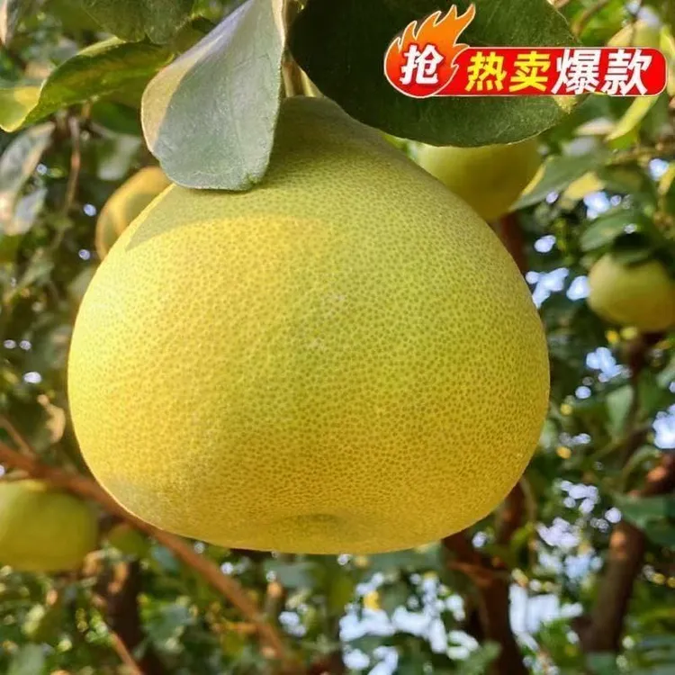 福建仙游度尾文旦柚新鲜应季红心白心蜜柚孕妇水果酸甜多汁