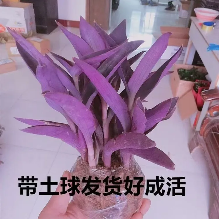 紫竹梅紫罗兰鸭跖草紫色垂吊兰耐寒植物室内外盆栽好养活现挖现发