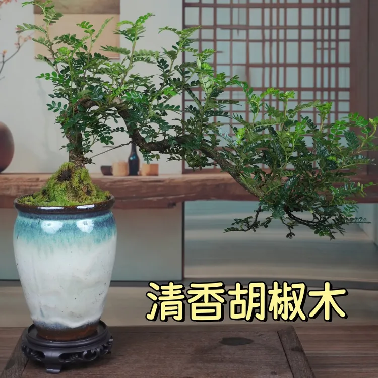 清香胡椒木悬崖盆景老桩精品室内外盆栽植物办公室内小盆景茶桌
