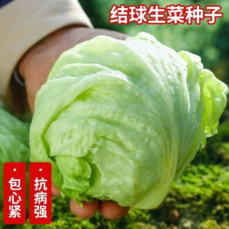 结球生菜种子球生菜种籽包心球形生菜汉堡生菜沙拉菜阳台四季盆栽