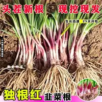 【高产韭菜】紫红根韭菜批发宽叶头茬韭菜根新鲜四季阳台庭院耐寒