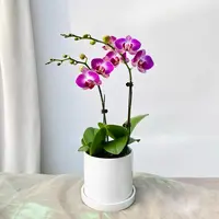 【云舍花卉】3寸双梗【富贵鸟】蝴蝶兰盆栽【带盆发】任意满2单鲜花包邮