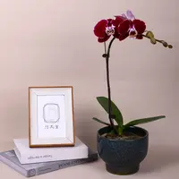 悠花里高档蝴蝶兰【幻影】(3.5寸)带花带花苞开花珠发货