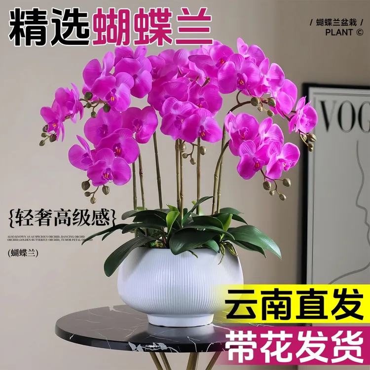 蝴蝶兰花苗带花剑盆栽兰花大苗客厅室内植物花卉四季开花好养观花