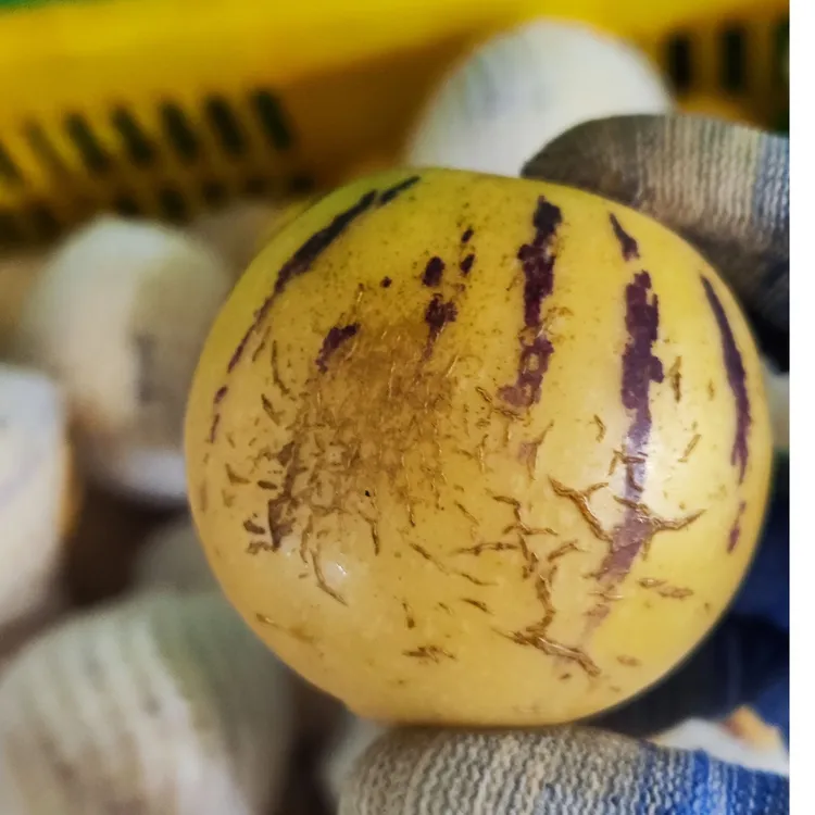 【画皮果 】云南石林人参果树上自然熟圆果黄肉新鲜清甜多汁4斤包邮