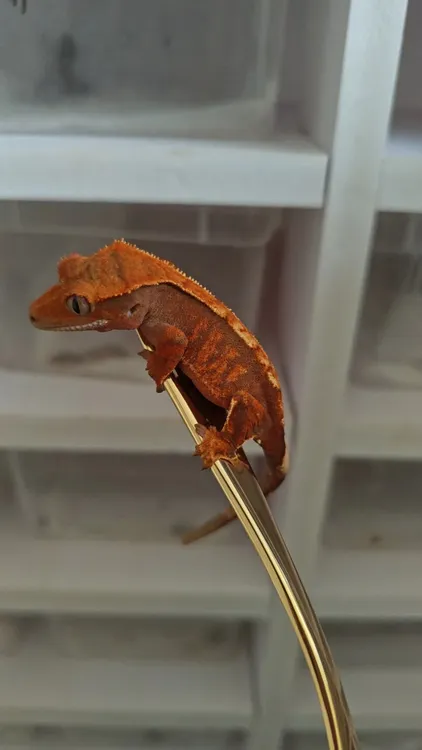 [睫角守宫]大眼萌物小宠新手入门个体随机发。送饲养盒，无断尾