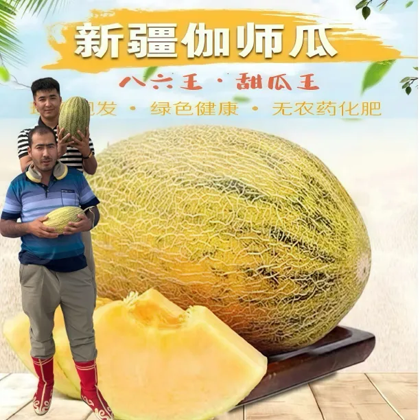 《阿达西战歌专属》伽师正八六王哈密瓜新鲜应季水果爆甜多汁
