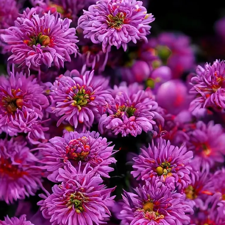 带花苞发货菊盆栽四季开花耐寒耐热室内外阳台花卉