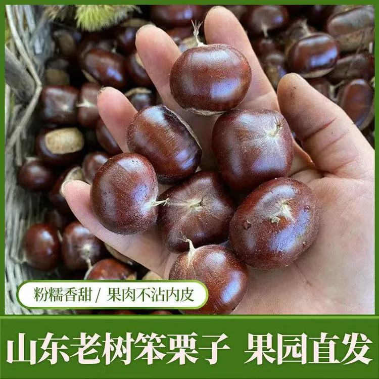 五莲山板栗2025年山东板栗生新鲜板栗野生小油栗糖炒栗子新鲜板栗