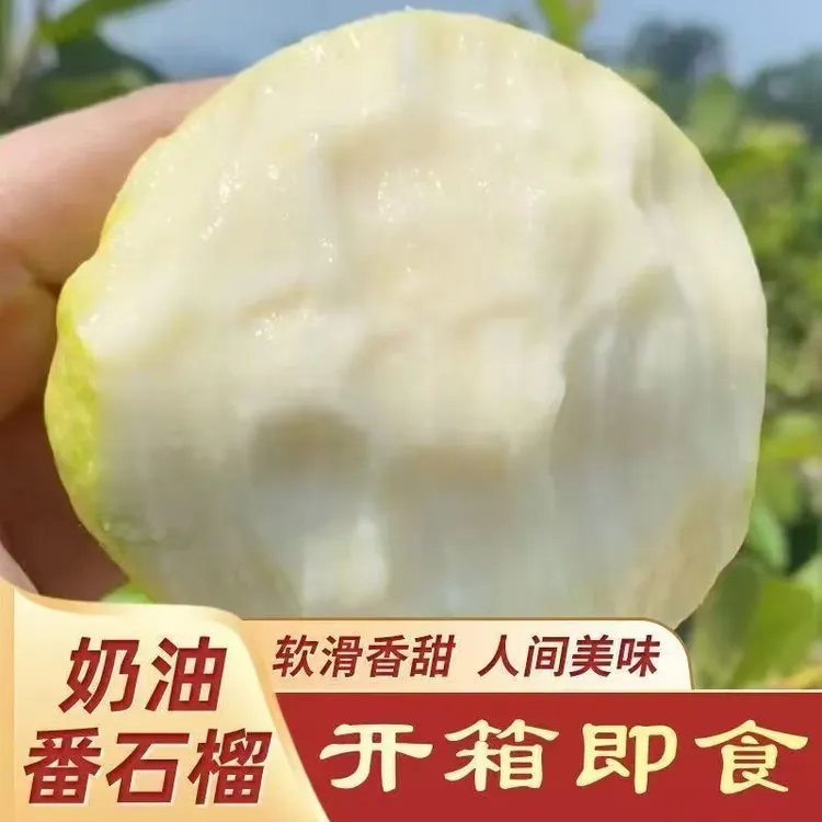 广西番石榴奶油芭乐软香鸡屎果白心芭乐应季新鲜水果