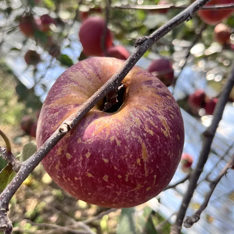 云南昭通冰糖心丑苹果红富士新鲜现摘脆甜多汁当季水果