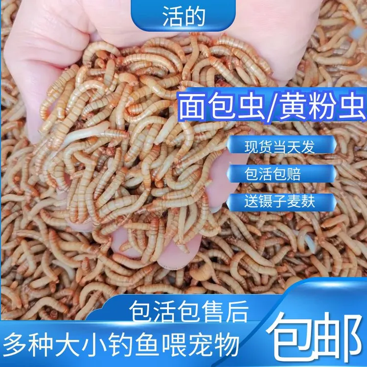 面包虫活体钓鱼打窝黄粉虫活虫鹦鹉金龙鱼乌龟画眉鸟石蛙饲料包邮