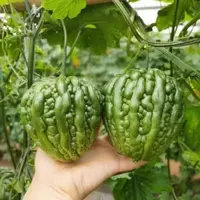 【满五包包邮】绿苹果苦瓜种子生吃不苦甘甜水果苦瓜四季播种