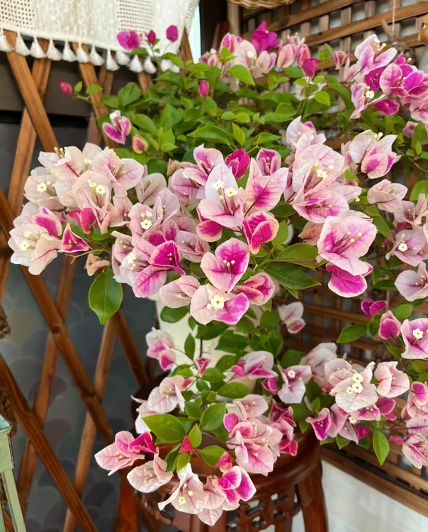 【漳红樱】原生扦插布袋三角梅福建漳州市基地发货包品对版四季勤花