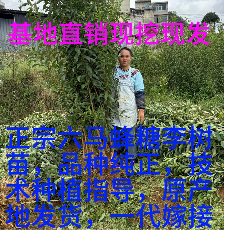贵州六马正宗蜂糖李子果树苗脆甜脱骨爽口南北方适宜裸根不带叶
