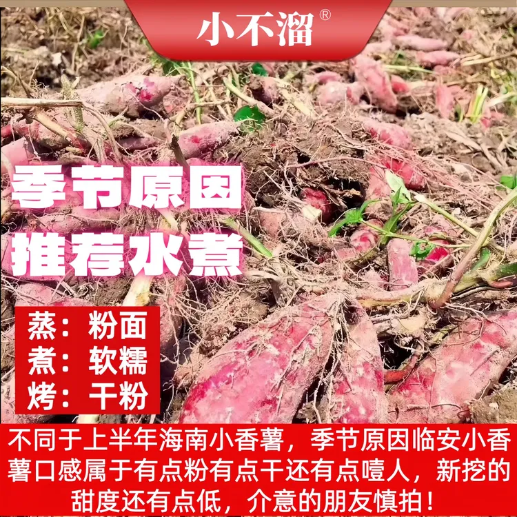 【小不溜】临安天目山小香薯5斤装50-70个/18-35个/10-15个粉糯干面